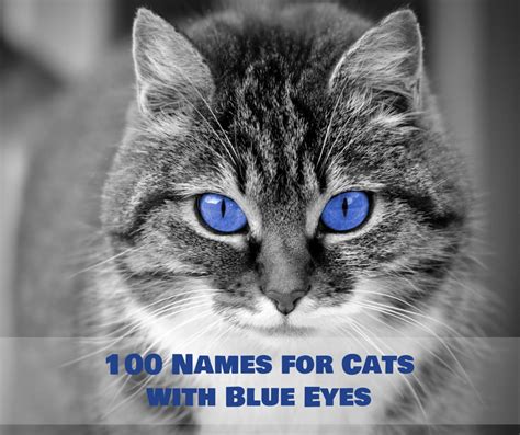 blue eyed cat names|lynx point cat names.